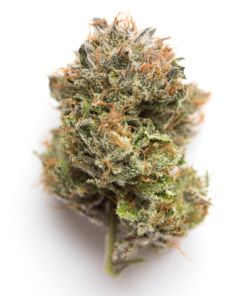 Buy Gelato #33 Online in the UK