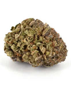  Buy Purple Urkle Strain Online UK